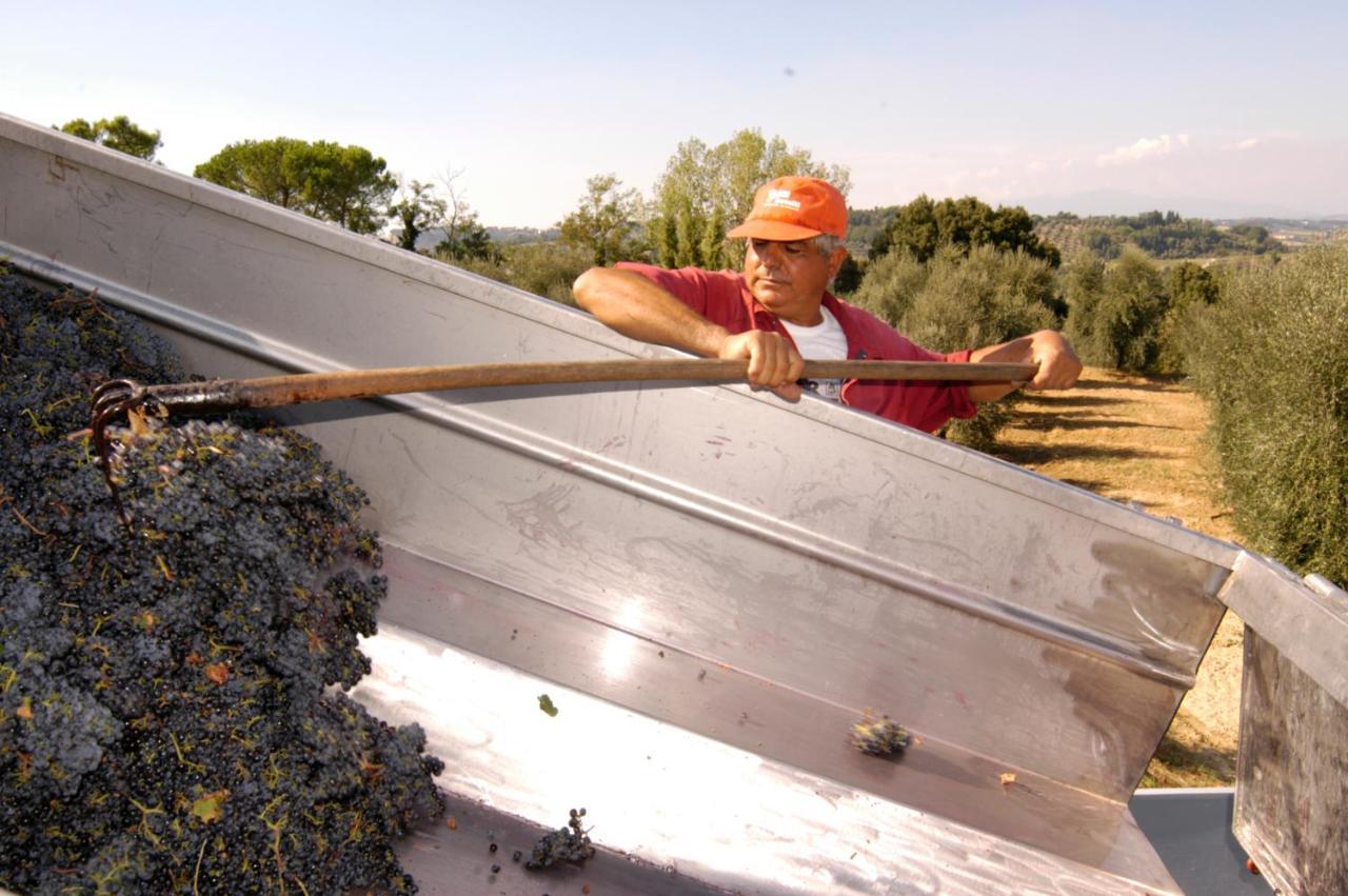 Agriturismo Il Selvino Terricciola Kültér fotó