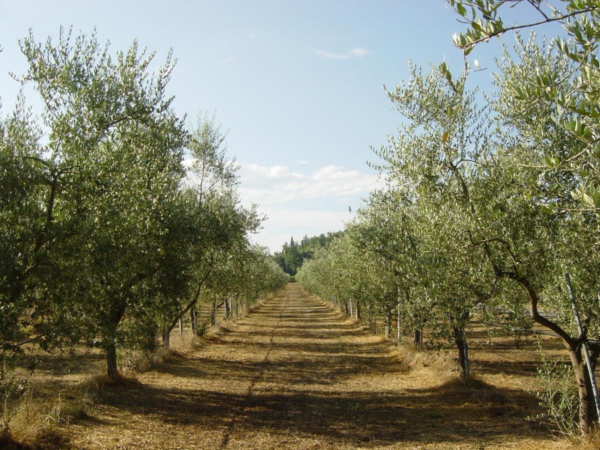 Agriturismo Il Selvino Terricciola Kültér fotó